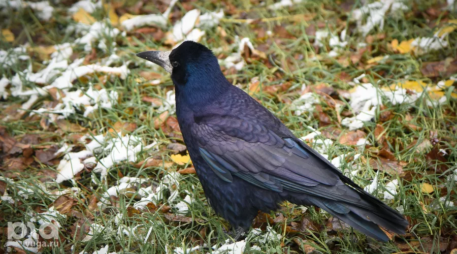  &copy;&nbsp;Елена Синеок, Юга.ру