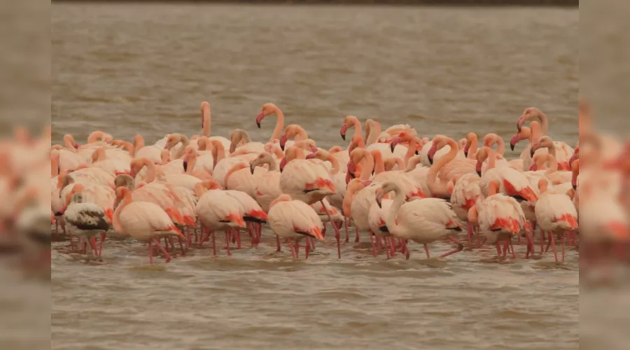  &copy;&nbsp;Скриншот фото Игоря Сикорского со страницы &laquo;ВКонтакте&raquo; &laquo;ФГБУ Заповедный Крым&raquo;