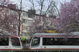 Цветение сливы &laquo;писсарди&raquo; на улице Ставропольской в Краснодаре &copy;&nbsp;Фото Марины Солошко, Юга.ру