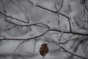 Снег в Краснодаре © Фото Елены Синеок, Юга.ру