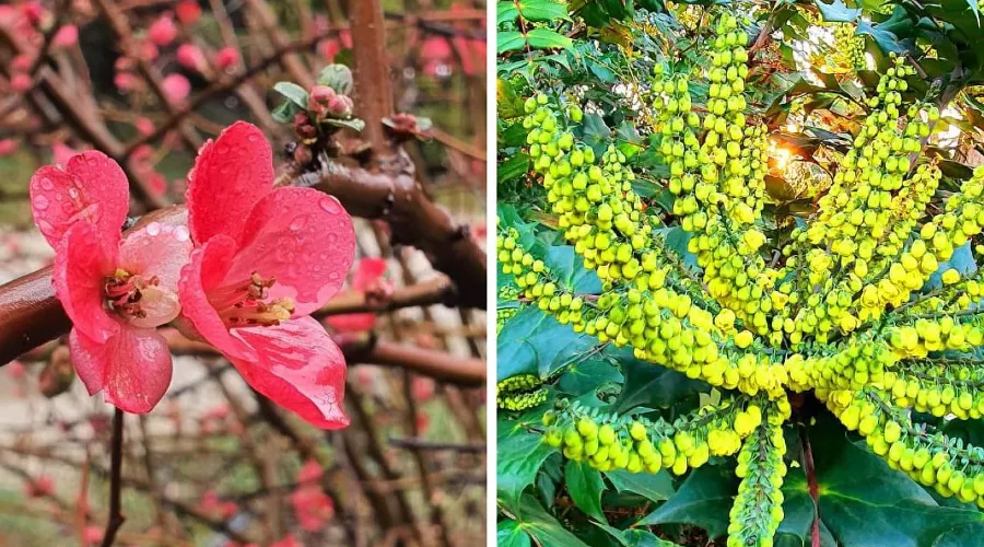  &copy;&nbsp;Скриншот фото из телеграм-канала дендропарка &laquo;Южные культуры&raquo;