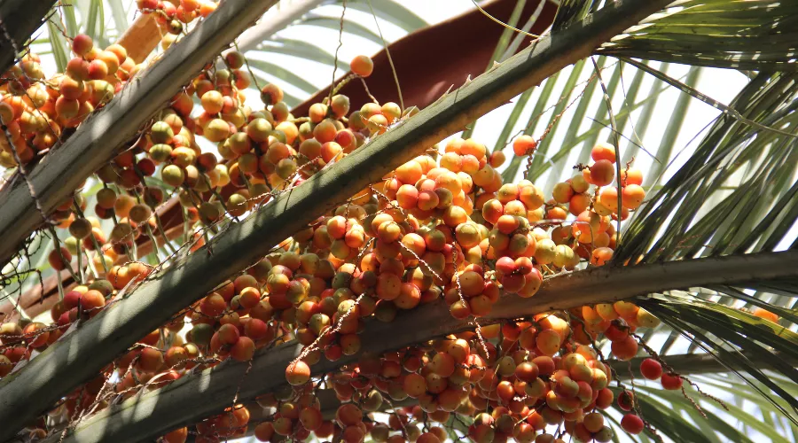 Бутия головчатая, или «желейная» пальма &copy;&nbsp;Фото пресс-службы Сочинского нацпарка