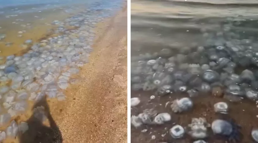  &copy;&nbsp;Коллаж из скриншотов видео телеграм-канала &laquo;Краснодар Телетайп&raquo;