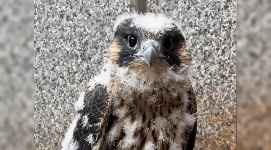  &copy;&nbsp;Фото Эльзы Габбасовой