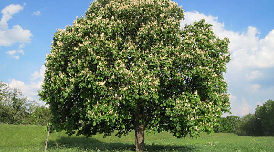 stnut tree foliage white green 1405333j(1) vr1z8iv