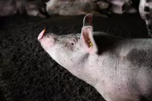  &copy;&nbsp;Фото Елены Синеок, Юга.ру