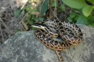  © Фото пресс-службы Сочинского нацпарка