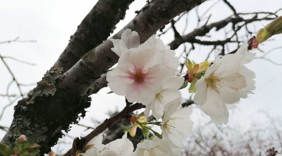 © Фото пресс-службы Сочинского национального парка