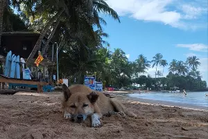 На Шри-Ланке &copy;&nbsp;Фото Иолины Грибковой, Юга.ру