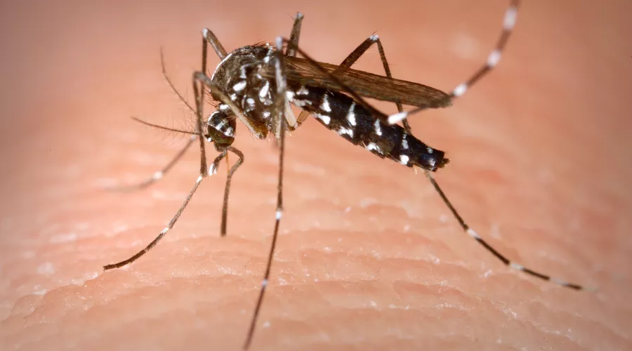 Комар Aedes albopictus &copy;&nbsp;Фото с сайта wikipedia.org
