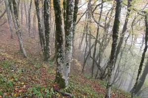  &copy;&nbsp;Фото пресс-службы Сочинского нацпарка