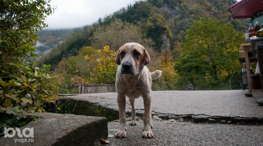  &copy;&nbsp;Фото Елены Синеок, Юга.ру