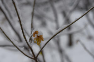 Снег в Краснодаре © Фото Елены Синеок, Юга.ру