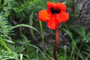 Фелипея красная © Фото Дмитрия Слесаренко с сайта Кавказского биосферного заповедника