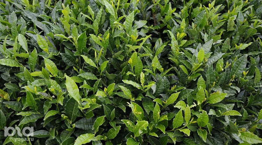  &copy;&nbsp;Фото Александра Никонова, Юга.ру