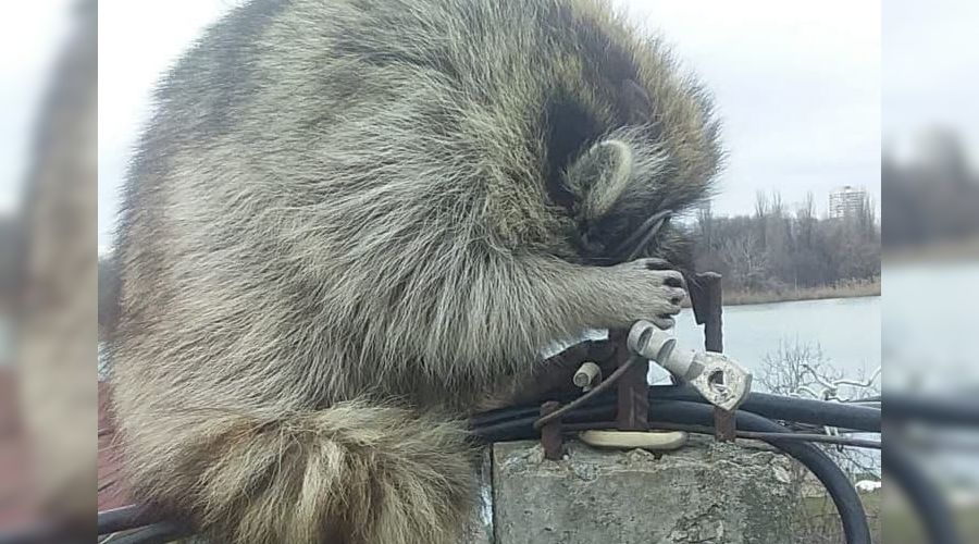  &copy;&nbsp;Фото со страницы t.me/krd_tipich_ru