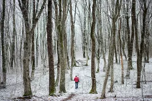 Лес у пещер &copy;&nbsp;Фото Елены Синеок, Юга.ру