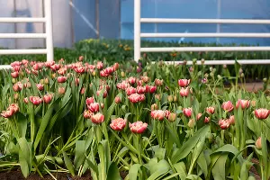 Тюльпаны &copy;&nbsp;Фото Елены Синеок, Юга.ру