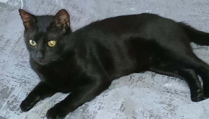 Кот Бурак, приплывший из Турции в Новороссийск, вошел в топ самых упоминаемых пушистиков в российских СМИ