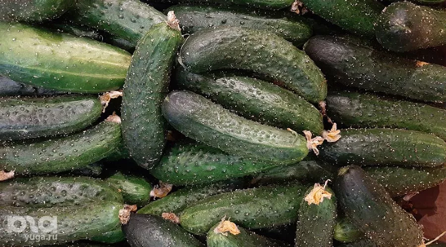 Огурцы &copy;&nbsp;Фото Анны Петровой, Юга.ру