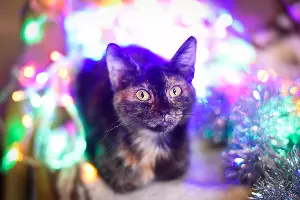 Кошка Кнопка &copy;&nbsp;Елена Синеок, Юга.ру