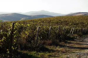  &copy;&nbsp;Фото Павла Незнанова, unsplash.com