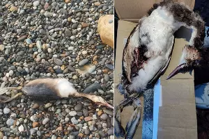  &copy;&nbsp;Коллаж из скриншотов фото из телеграм-канала &laquo;Сочинский географ&raquo;