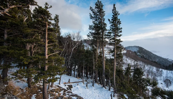 За снегом на Volkswagen Teramont &copy;&nbsp;Фото Елены Синеок, Юга.ру