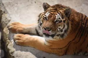 "Сафари-Парк" в Геленджике &copy;&nbsp;Елена Синеок, ЮГА.ру