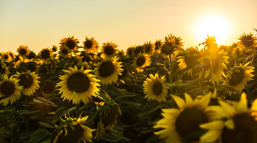  © Фото Marko Blažević с сайта Unsplash.com