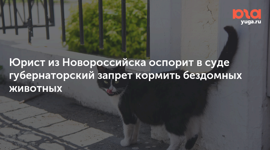 Закон о запрете кормления бездомных животных. Усыпление бродячих животных. Объявление о запрете кормления голубей. Служба отлова бездомных животных. Не кормить бездомных животных.