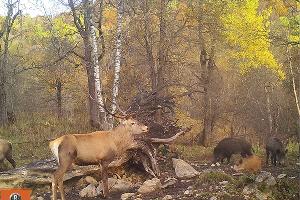  © Фото пресс-службы Кавказского биосферного заповедника