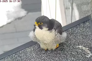  &copy;&nbsp;Фото предоставлено пресс-службой банка Уралсиб