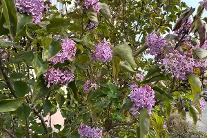 Цветущая сирень в Геленджике, ноябрь 2025 &copy;&nbsp;Фото Татьяны Дроздецкой