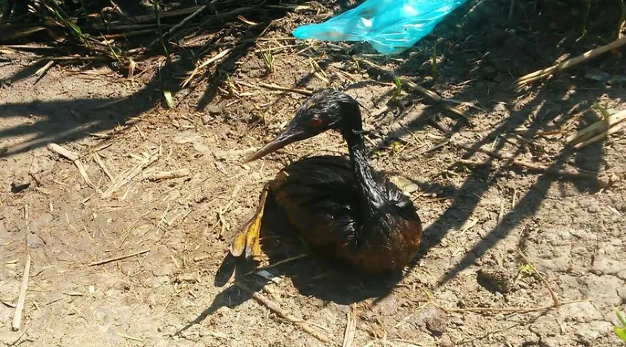  &copy;&nbsp;Фото из группы &laquo;Краснодарский край&raquo; &laquo;ВКонтакте&raquo;, vk.com/krdregion