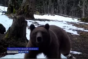  &copy;&nbsp;Скриншот из телеграм-канала &laquo;МТВ / Новости / Адыгея&raquo; https://t.me/MaikopTV/4362