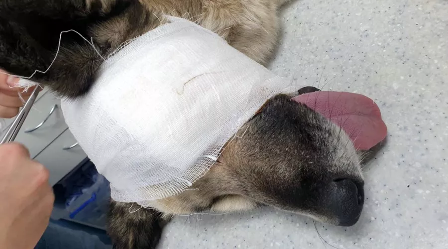 Арбалетная стрела попала собаке в глазницу &copy;&nbsp;Любовь Караева для Юга.ру