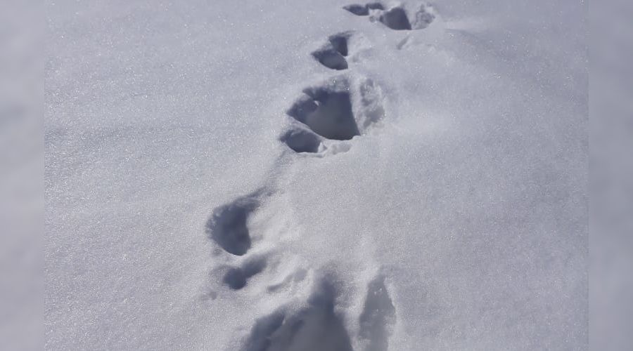 Следы медведя © Фото пресс-службы Кавказского заповедника