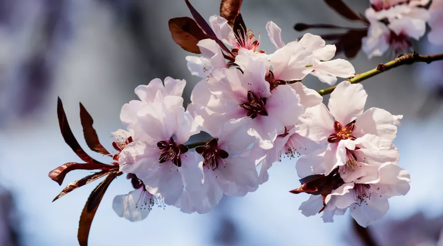 Сакура &copy;&nbsp;Фото wirestock, сайт freepik.com