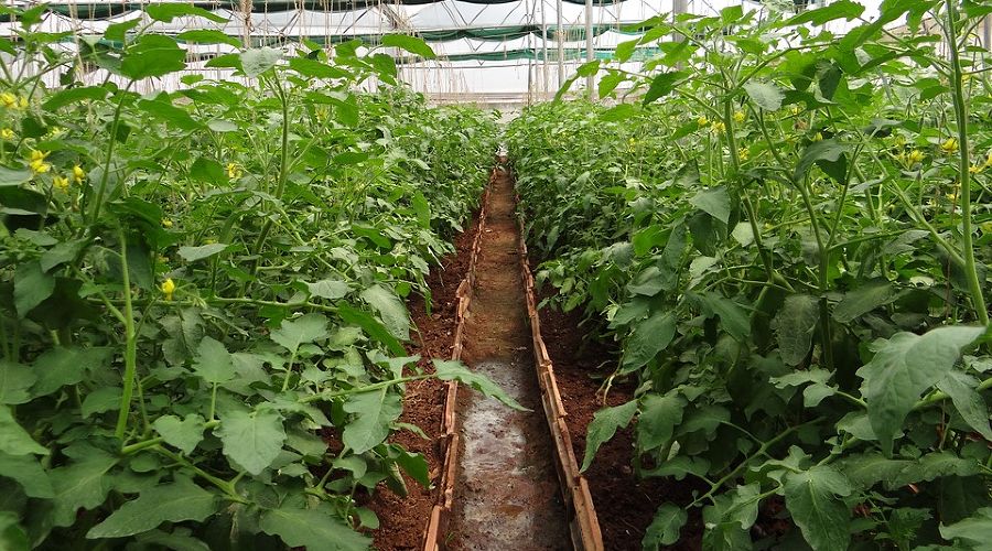 Тепличные томаты © Фото с сайта pixabay.com