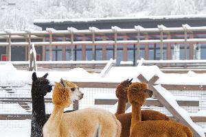 Альпаки © Фото пресс-службы курорта «Роза Хутор»