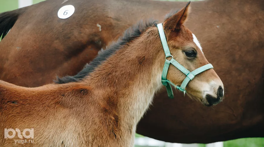  &copy;&nbsp;Фото Дениса Яковлева, Юга.ру