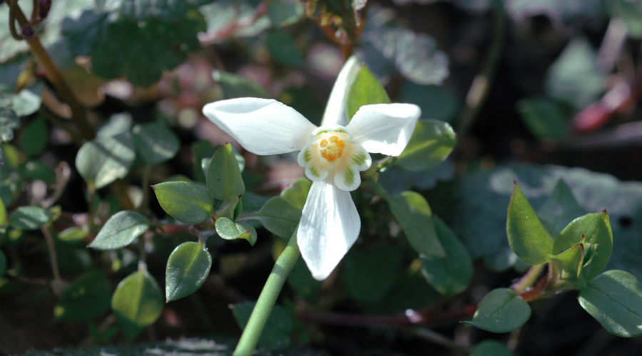 Подснежник ризенский © Фото пресс-службы Сочинского нацпарка