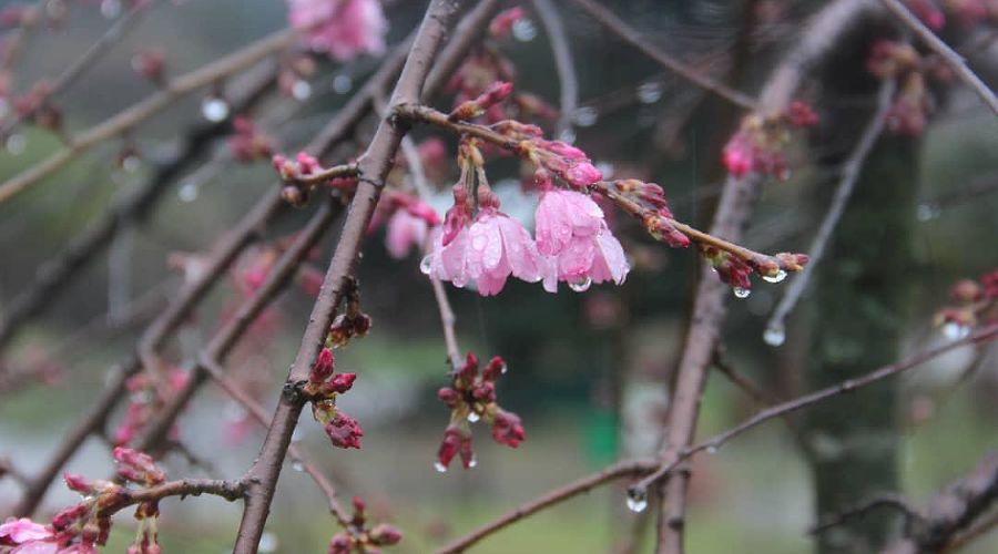 Сакура арияки или вишня мелкопильчатая © Фото пресс-службы Сочинского нацпарка