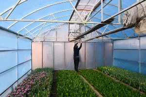 Тюльпаны &copy;&nbsp;Фото Елены Синеок, Юга.ру