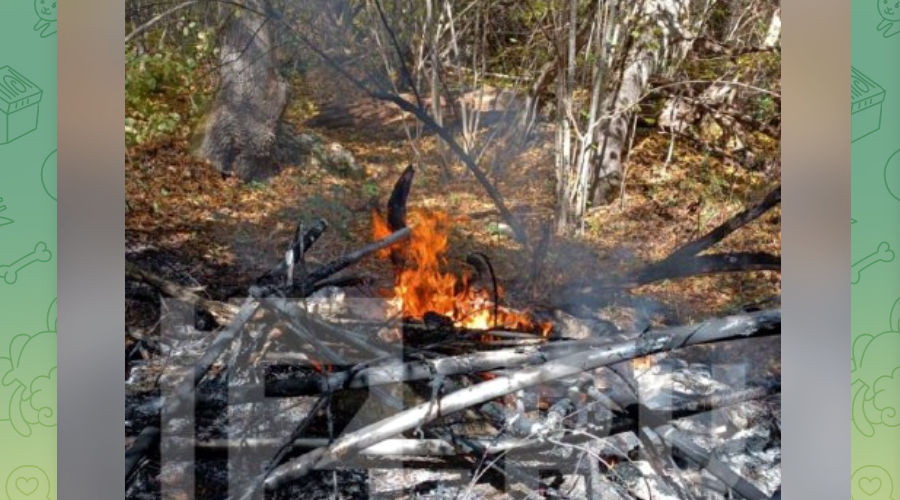 Мотодельтаплан упал и сгорел © Скриншот телеграм-канала «Из.ру», T.me/izvestia