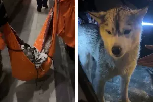 Спасенная хаски Кнопа &copy;&nbsp;Скриншоты видео из телеграм-канала Кавказского заповедника