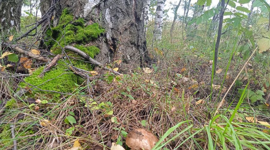  © Фото пресс-службы МегаФона