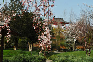 Сливовая роща Умэбаяси в Японском саду © Фото Марины Солошко, Юга.ру