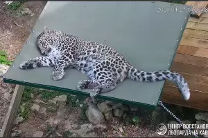  &copy;&nbsp;Скриншот видео из телеграм-канала центрв восстановления леопарда на Кавказе
